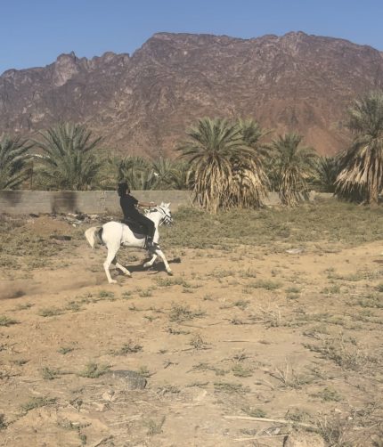 Horse Riding in Madinah, Saudi Arabia